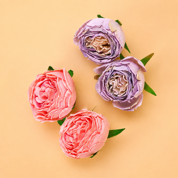 Bau Peony Pack of 6